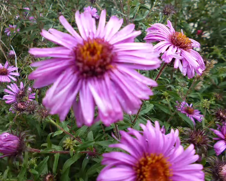 P1210743 Aster