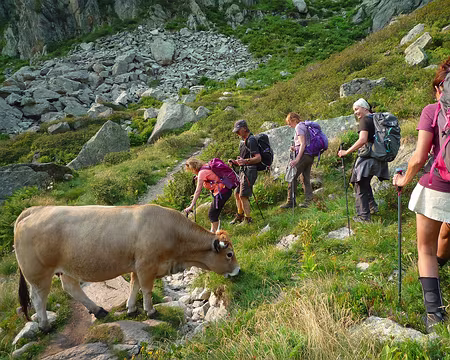 P1360612 Vache tranquille qui nous oblige à quitter le chemin pour la contourner !