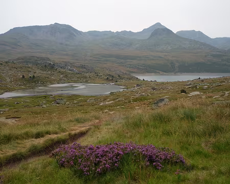 P1360619 Bruyères en fleurs