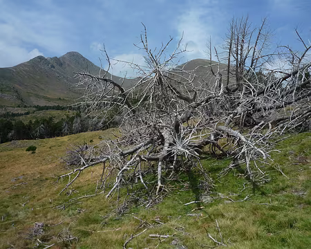 P1360675 Nature morte et Pérics