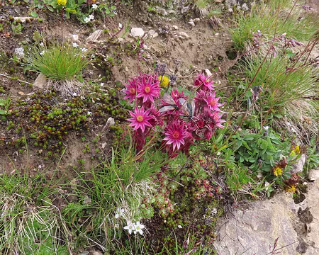 20250805_113929_IMG_8094 Joubarbe