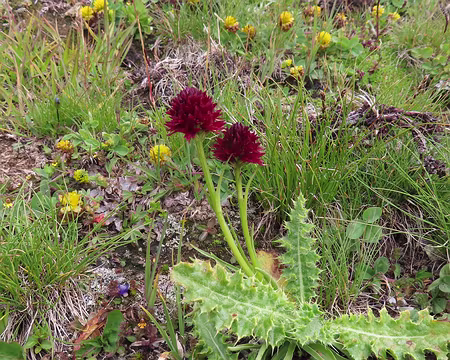 20250805_114101_IMG_8096 Orchidée sauvage.