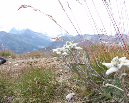 20250805_114327_IMG_8100 Jamais on n'avait vu autant d'edelweiss.