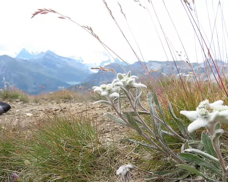 20250805_114327_IMG_8100 Jamais on n'avait vu autant d'edelweiss.
