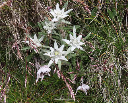 20250805_114401_IMG_8103 Par endroits, des champs d'edelweiss.