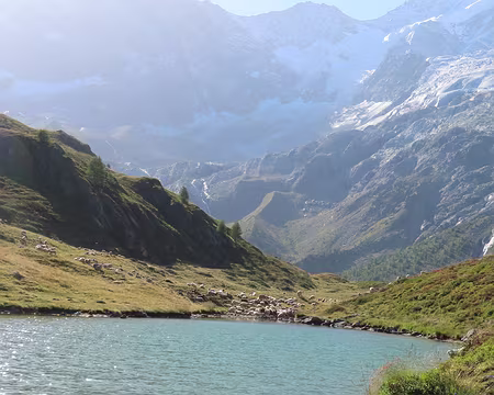 20250809_092713_IMG_8349 Le lac d'Arpitettaz près duquel il y a des moutons et des patous.