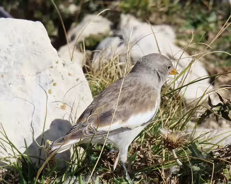 20250926105200_IMG_8461 Petit oiseau qui nous mange dans la main (on lui donne très peu)