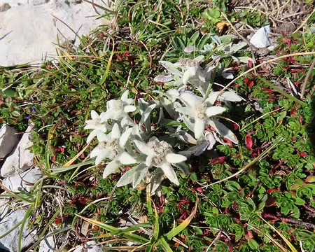20250927111458_IMG_8556 Il y a des edelweiss en quantité, j'avais posé mon sac sur ceux-là ! Heureusement pas de dégât.