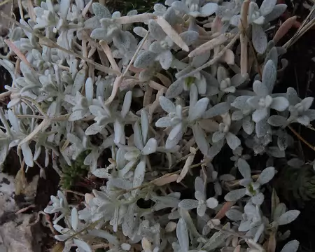20250928144308_IMG_8641 de la famille des edelweiss