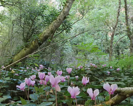 20250929123102_IMG_8661 Partout, des cyclamens