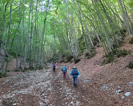 20250930090728 Montée en forêt de hêtres