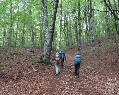 20251001102026_IMG_8740 Puis on entre dans la forêt