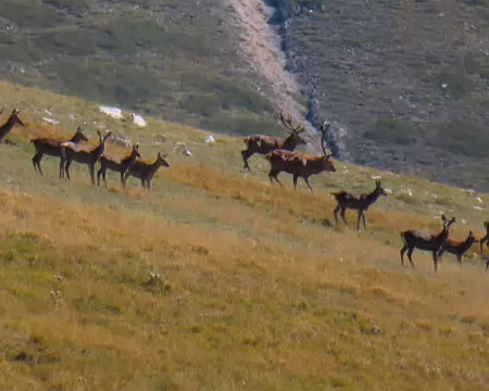 20251003113532_IMG_8848 Des cerfs et des biches.