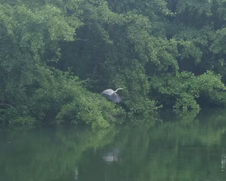 IMGP6404 Randonnée le long de la Somme. Là j’ai fait ce que j’ai pu… (j’avais eu la flemme d’emporter mon zoom)