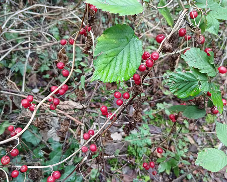 009 Fruits de tamier