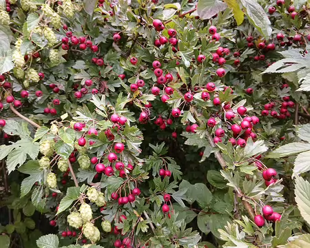 011 Cenelles d’aubépine