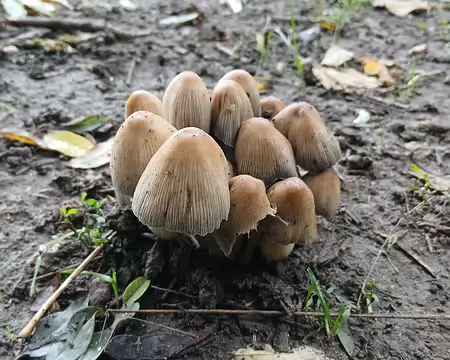 013 L’automne en forêt