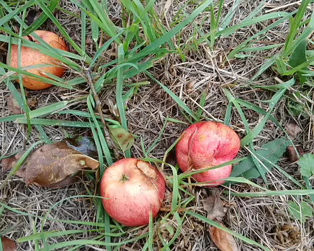 015 Des pommes …