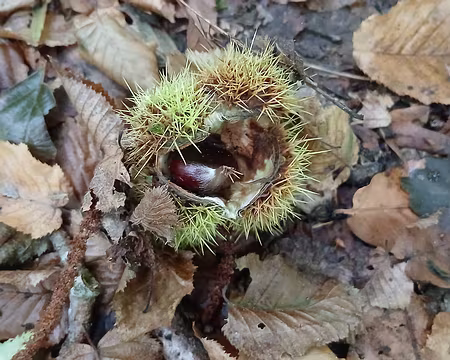 017 et des châtaignes