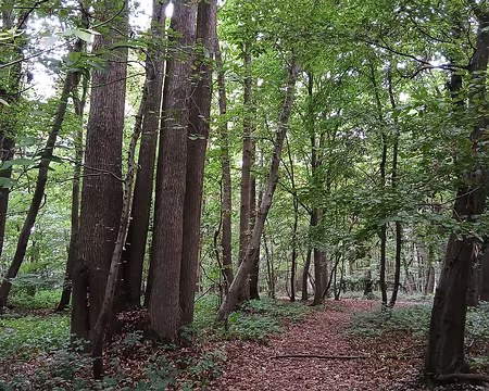 018 Le bois de Gannetin