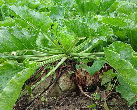 027 Betterave