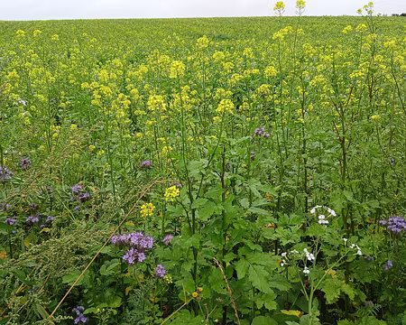 029 Engrais vert (moutarde et phacélie)