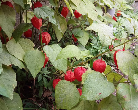 031 Physalis (lanterne du Japon)