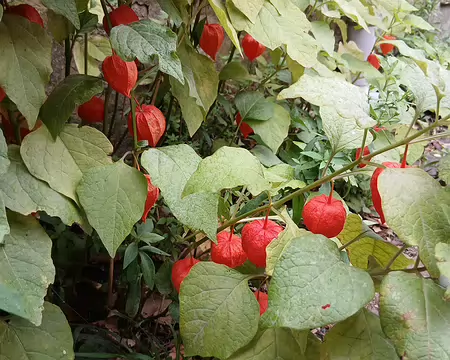 031 Physalis (lanterne du Japon)