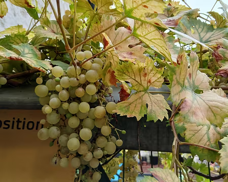 034 Treille à la maison Daubigny