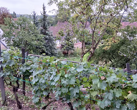 041 Vigne à Auvers-sur-Oise sur les côteaux dominant la vallée de l’Oise