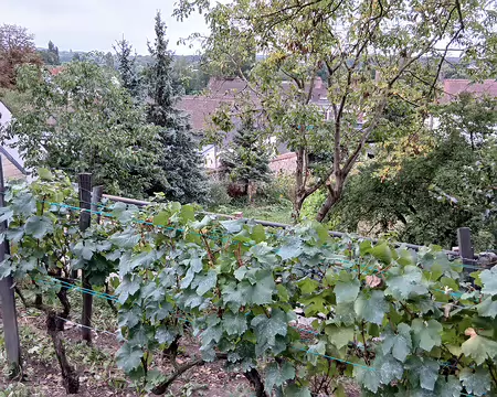 041 Vigne à Auvers-sur-Oise sur les côteaux dominant la vallée de l’Oise