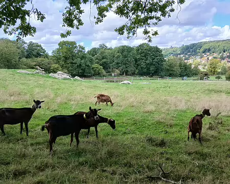 030 Les chèvres de la ferme de Coubertin