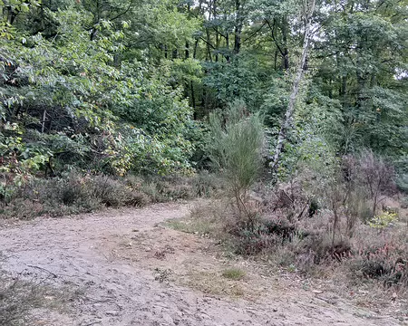 033 Sables de Fontainebleau au cœur du bois de Vossery