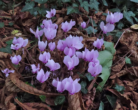 20250917_120200 C'est pas le printemps mais il y a des cyclamens.