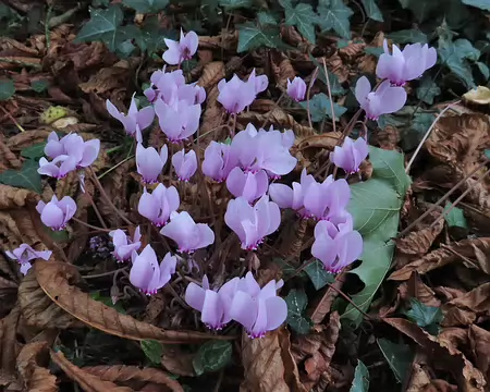 20250917_120200 C'est pas le printemps mais il y a des cyclamens.