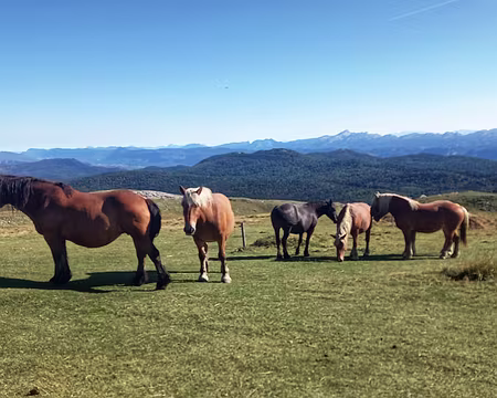 20250918_104204-01 La Grande Moucherolle pointe son nez