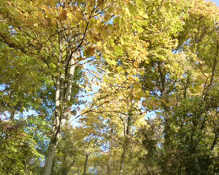 P1210934 Premières couleurs automnales en forêt de Montmorency