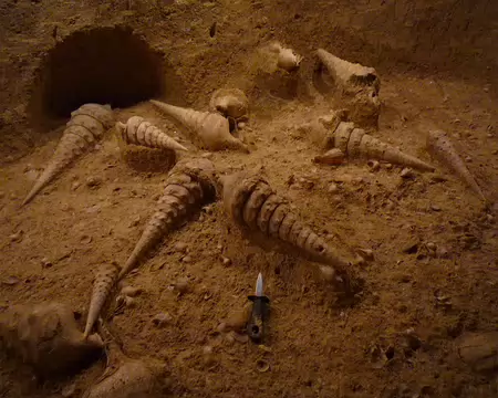 P1360987 le couteau donne la dimension des Campanilum Giganteum