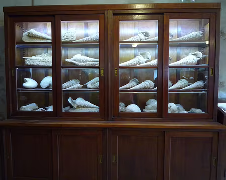 P1360996 Des beaux meubles issus d'une pharmacie pour ranger les fossiles