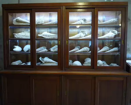 P1360996 Des beaux meubles issus d'une pharmacie pour ranger les fossiles