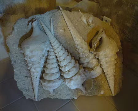 P1360997 Beaux spécimens