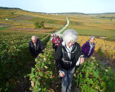 P1360999 A travers les vignes