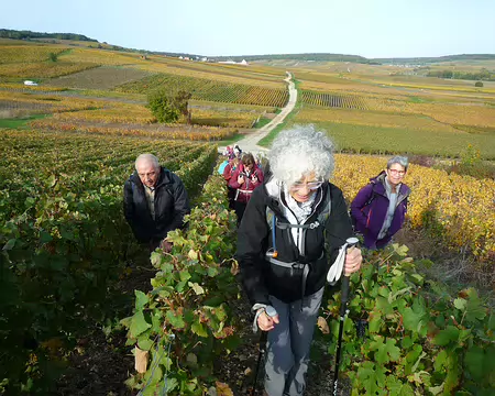P1360999 A travers les vignes