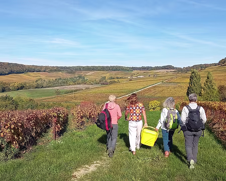20251018_121811-01 Le champagne arrive dans les vignes