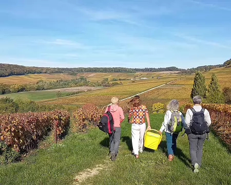 20251018_121811-01 Le champagne arrive dans les vignes
