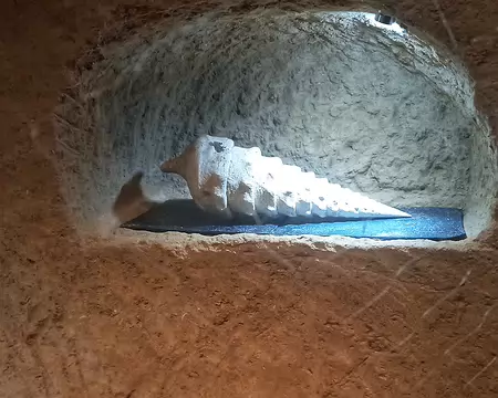 20251018_145322-01 Campanilum Giganteum pullulaient dans les mers chaudes il y a 45 M d'années.