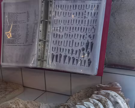 20251018_155612-01 Détermination des espèces.