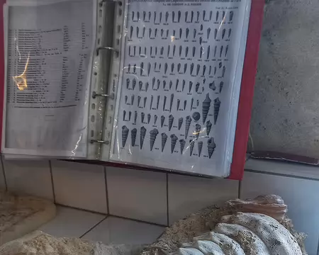 20251018_155612-01 Détermination des espèces.