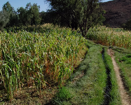 DSC_0303 Une rigole d'irrigation, pour les parcelles de maïs entre autre.
