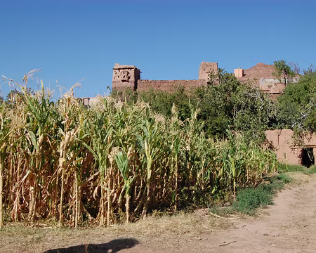 DSC_0304 Et il est beau !